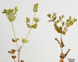 Hypericum mutilum inflorescence with senescent leaves and mature capsules.
 Image: P.B. Heenan © Landcare Research 2010 